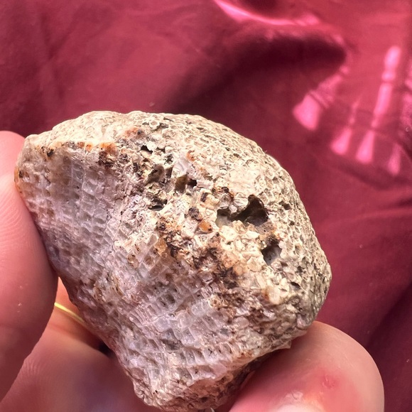 Crystallized Coral Fossil (Authentic) - Picture 4 of 4